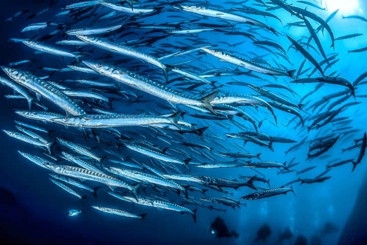 PADI Discover Scuba Diving — Double Plongée Matinale — photo 4