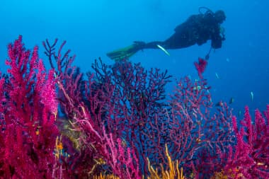 Discover Scuba Diving PADI — Single Dive — photo 1