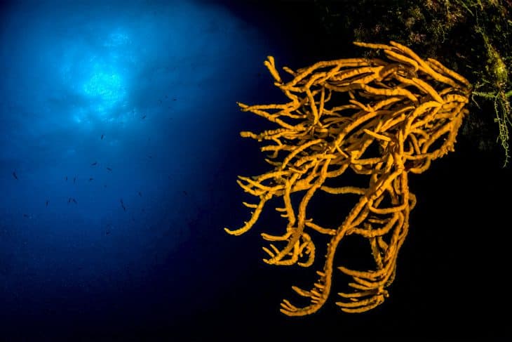 Single Dive — Afternoon (Certified Divers) — photo 3