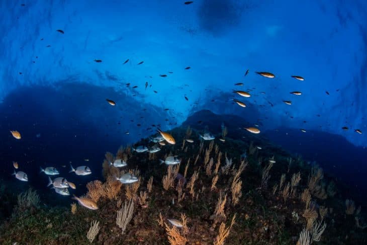 Double Dive — Morning (Certified Divers) — photo 1