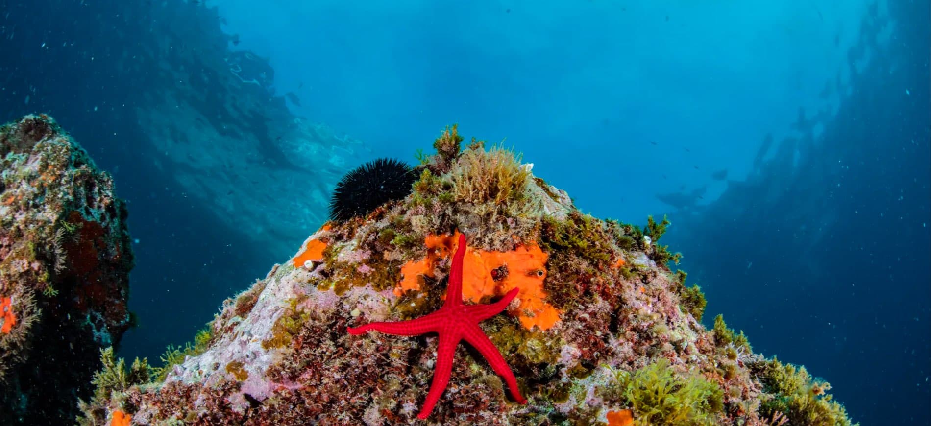 6 Dive Package — Three Days (Certified Divers) — photo 5