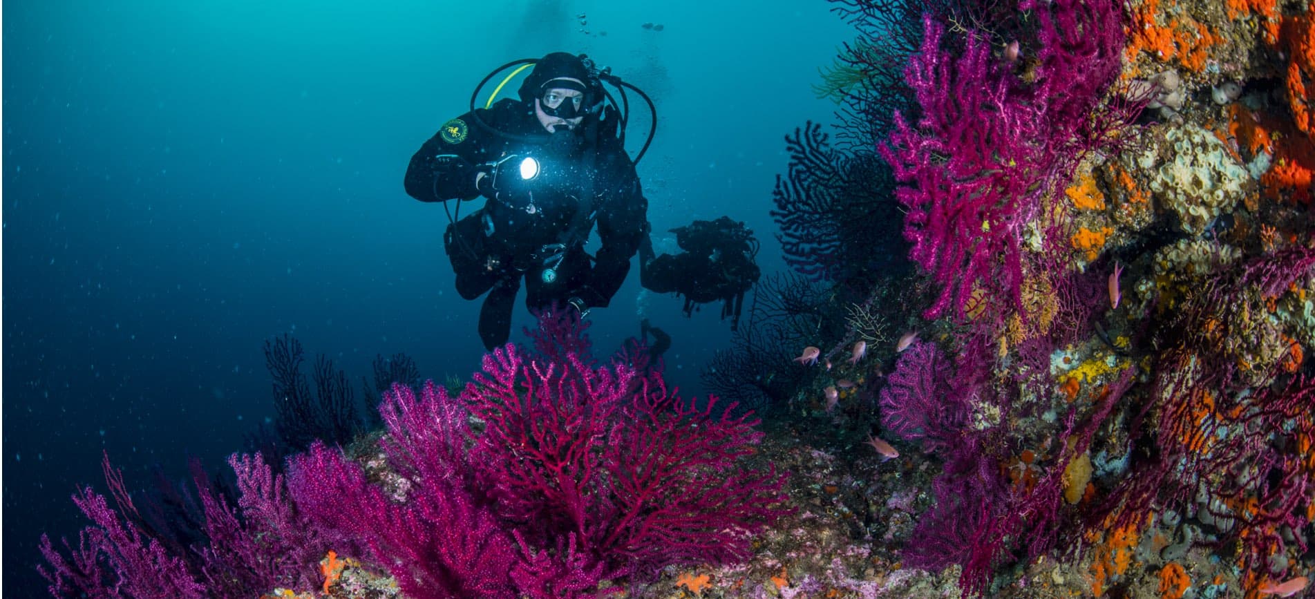 Single Dive — Afternoon (Certified Divers) — photo 6