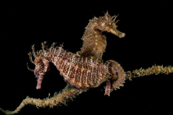 Snorkeling au Coucher du Soleil — Expérience aux Flambeaux — photo 2