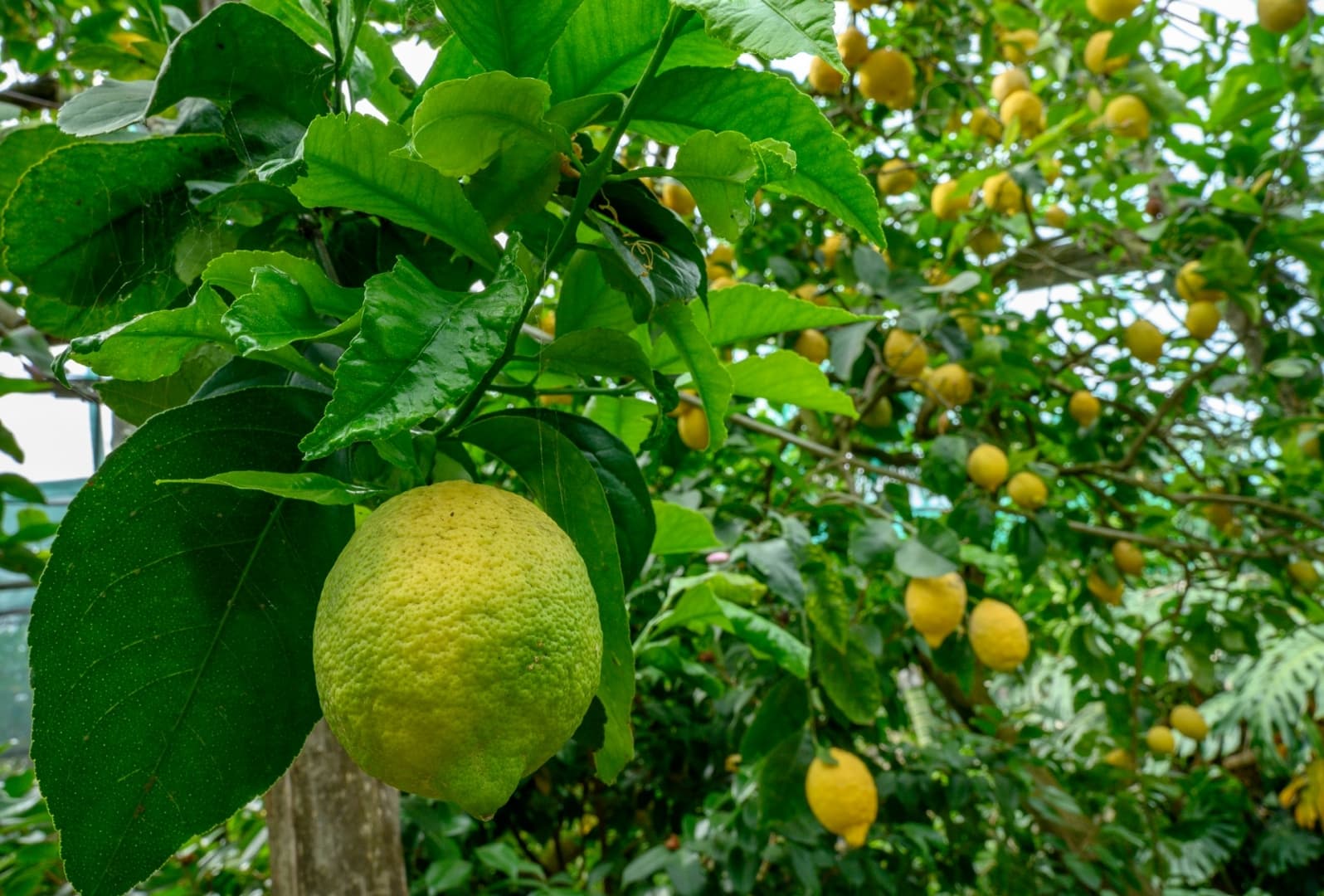 Amalfi Coast E-Bike Tour — photo 5