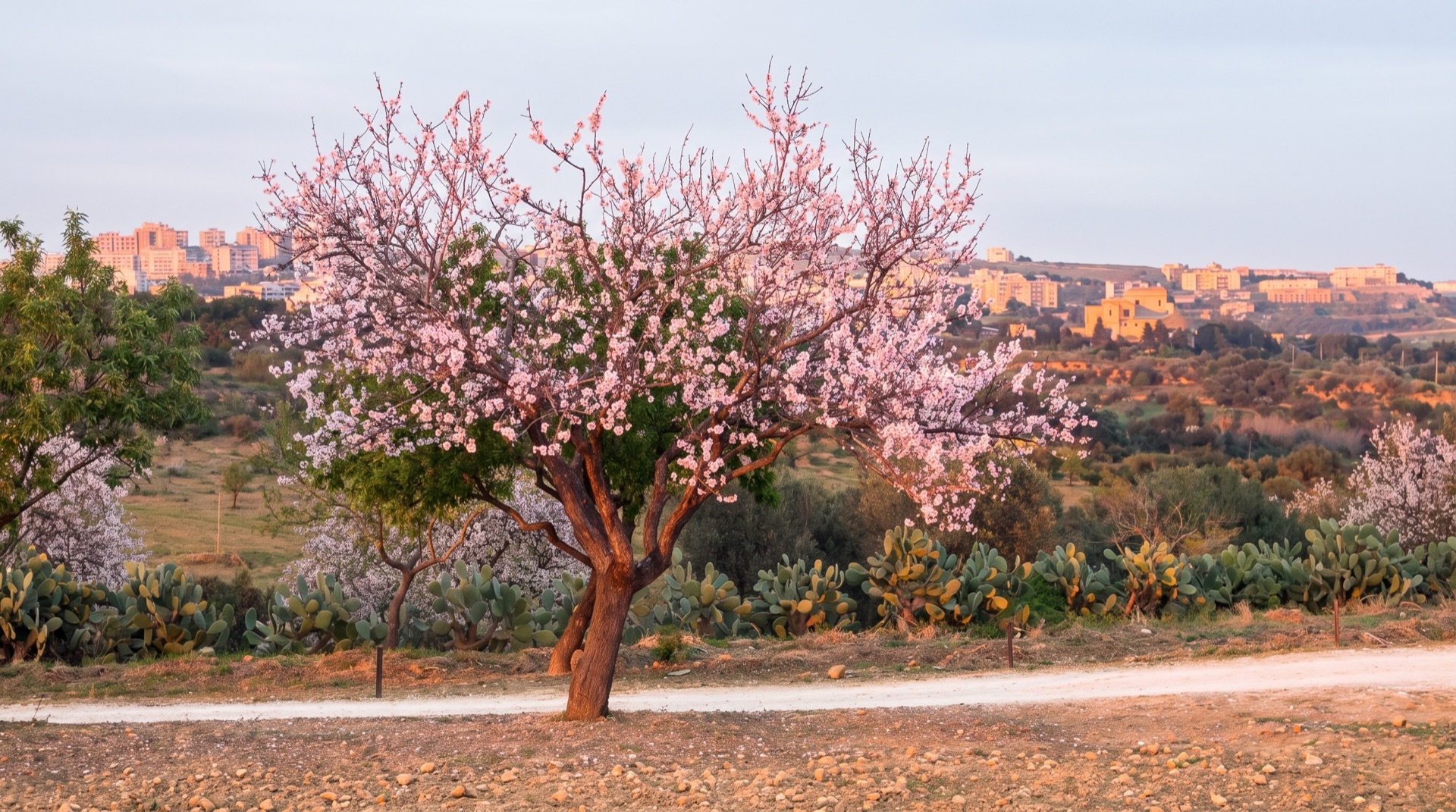 Almond groves on the slopes below the temples of Agrigento, the countryside the coach crosses on the last stretch of the road from Palermo